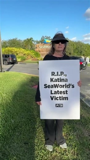 The last wild-captured orca at SeaWorld Orlando, she died without ever returning to the ocean.