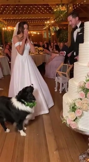 Dog Destroys Wedding Cake!