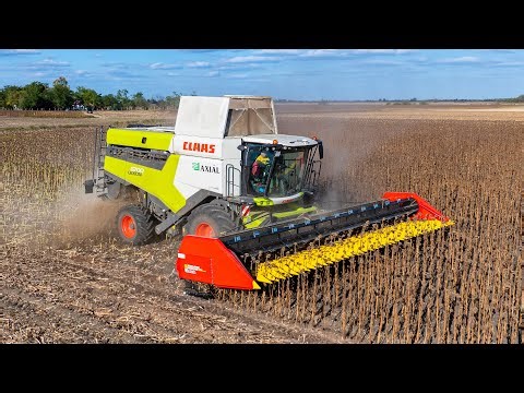 Claas Lexion 6700 + Ziegler Sunmaster Proline 935 | Napraforgó aratás 🌻