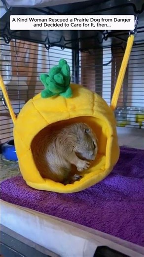 A Kind Woman Rescued a Prairie Dog from Danger and Decided to Care for It, then...