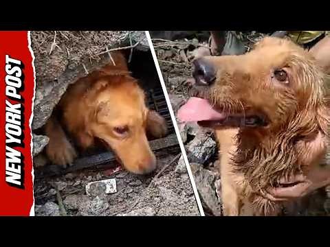 Family's Beloved Golden Retriever Buried by Landslide Pulled Out After 3 Gut-wrenching Days