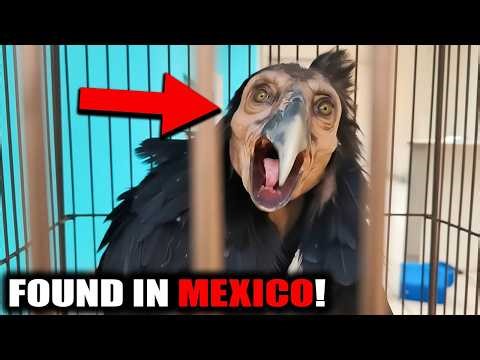 Mysterious Winged Creature Captured In Mexico! Footage will Shock YOU
