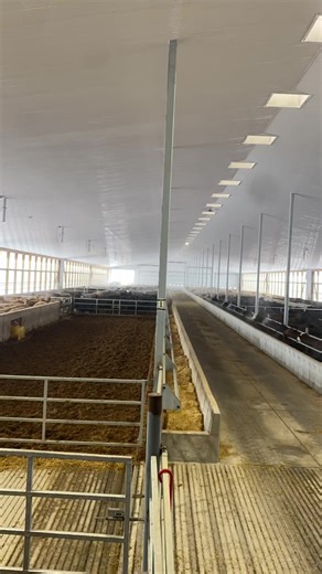 Beefin #cattle #agriculture #ontariocornfedbeef #feedlot #ontag | corned beef