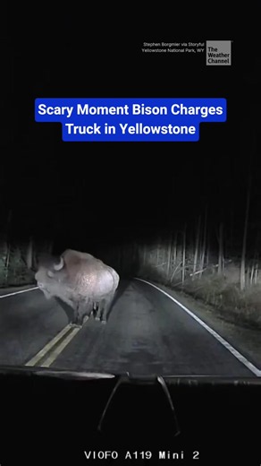 A driver at Yellowstone National Park captured the terrifying moment an agitated bison charged and rammed his stopped truck, causing minor damage to the vehicle.