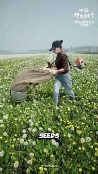 Catching Seeds Before Wind