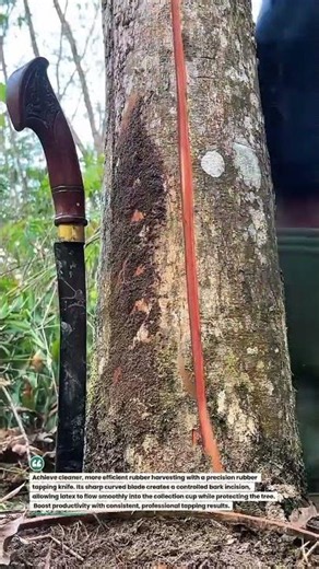 Precision Rubber Tapping Knife for Maximum Latex Yield #RubberTapping #LatexHarvest #SmartFarming