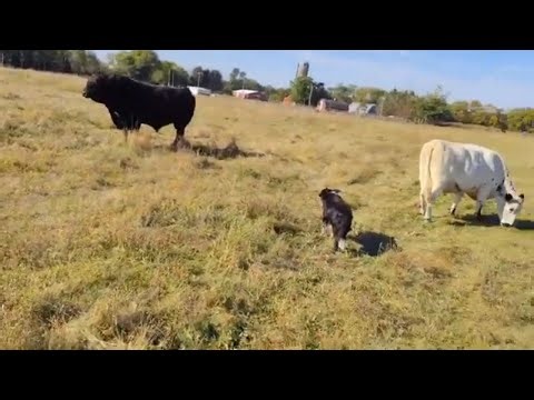 Loading a Bull in a Trailer