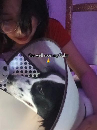 Hope for My Dog's Recovery from Pyometra