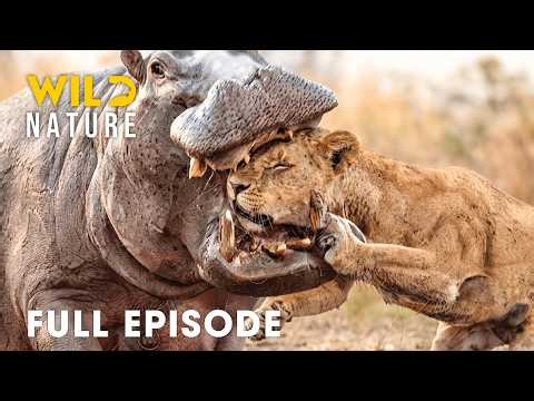 World's Dealiest Battles (FULL EPISODE) | Ultimate Predators of Luangwa | Animal documentary