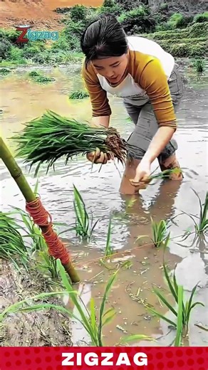 Farmer Transplanting Rice Seedlings into Wet Paddy Field with Simple Yet Effective Method