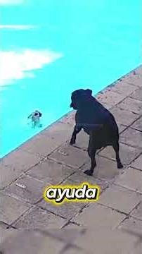 Bull terrier salva a pomeranian de ahogarse