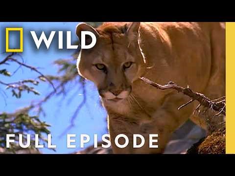 Watch Out! (Full Episode) | Hunter vs. Hunted | Nat Geo Animals