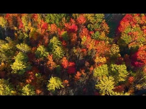 Climate change pushing peak fall foliage later and affecting the amount of color, experts say
