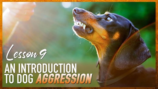 What looks like aggression in dogs is sometimes something else entirely