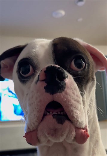 Hilarious Moments of Boxer Dogs Reused
