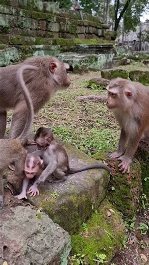 Lovely Baby Monkey With Mom Take Care #shorts