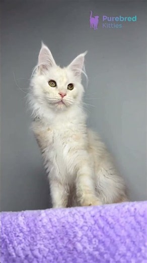 Meet Kaleb: Gorgeous Maine Coon Kitten, Red Smoke with Hazel Eyes ❤️🐾 #MaineCoonKitten