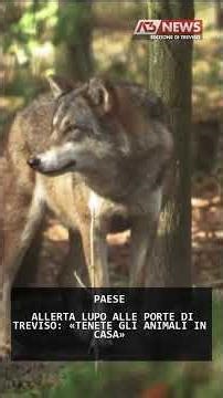 ALLERTA LUPO ALLE PORTE DI TREVISO: «TENETE GLI ANIMALI IN CASA» | 26/12/2025