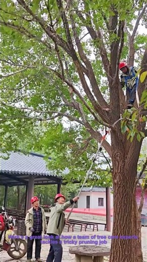 Long Reach Pole Saw Tree Trimming! Team Arborist Work