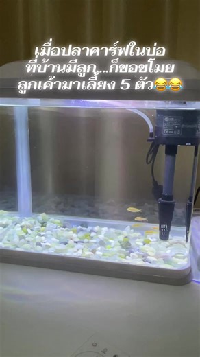 เมื่อปลาคาร์ฟในบ่อผสมกัน… ขอเอาลูกมาเป็นเด็กเทพสัก 5 ตัว #koi #ปลาคอนโด #ปลาคาร์ฟ #ตู้ปลา