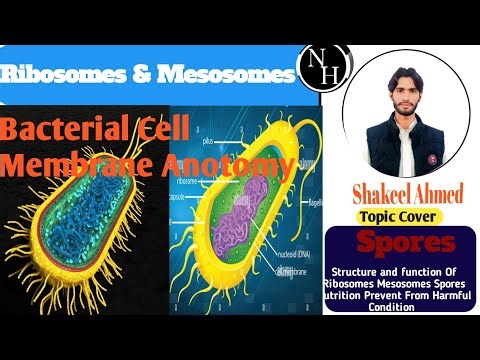 Ribosomes& Mesosomes/Prokaryotic Cell/Biology