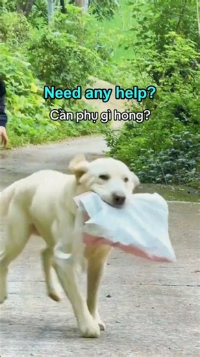 Need any help #pets #animals #fragranceoflife #funny #yeah #animalrescue #discovery