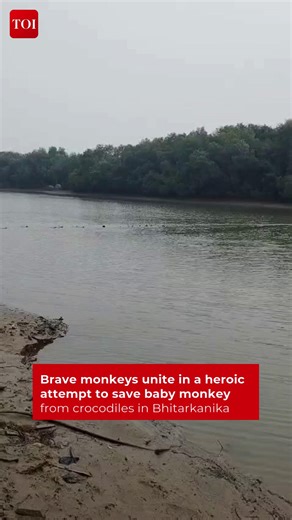 A group of monkeys bravely leapt in to the crocodile-infested Kharinashi River in Bhitarkanika National Park in a desperate attempt to save a baby monkey, but despite their heroic effort, the infant could not be rescued. The video has now gone viral. #BabyMonkey #MonkeyRescue #ViralVideo #AnimalKingdom | The Times of India