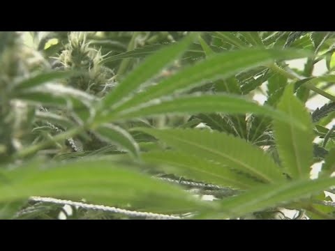 Pennsylvania lawmakers debate marijuana legalization, clean slate provision