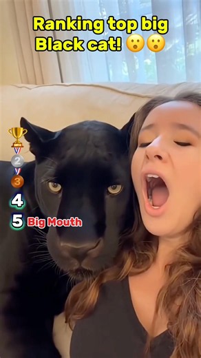 Ranking top big black cat! 😮😮 #black #cat #animals #shorts
