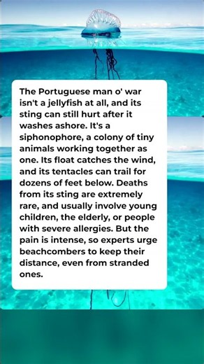 The Portuguese Man o' War Isn't a Jellyfish, and It Still Stings