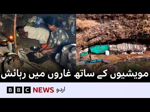 Life inside the caves with livestock in Maharashtra, India - BBC URDU