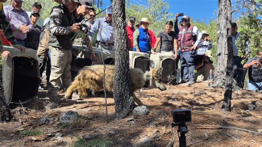 Mexican gray wolf crosses border at one of the last gaps in the wall