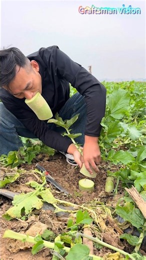 A clever trick for harvesting radishes in the field