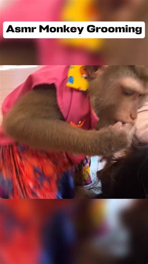Monkey Grooming ASMR