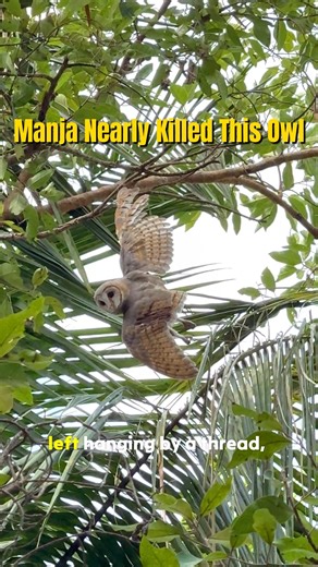 PfA Wildlife Hospital on Instagram: "We received a call about a Barn Owl entangled in a coconut tree, struggling to break free. This is the harsh reality of nylon manja. It does not dissolve, it does not snap easily, and it remains in trees for years, turning them into silent traps for urban wildlife. Thanks to the swift response of our rescue team, the owl was safely rescued and is now under care at the PfA Wildlife Hospital. Nylon manja causes severe injuries and claims countless bird lives ev