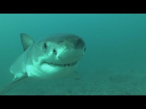 This was a great white shark hotspot. Then they mysteriously vanished | 60 Minutes