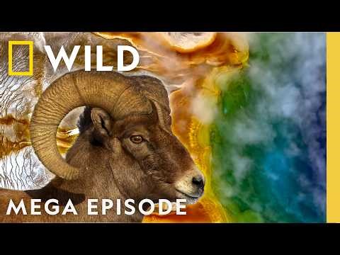 Struggling to Survive in Yellowstone | Wild Yellowstone MEGA Episode | Nat Geo Animals