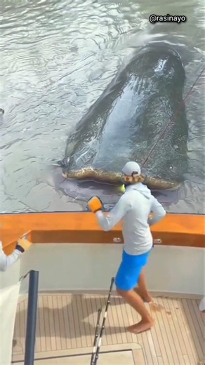 "Giant Catfish Capture"