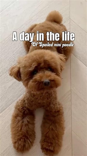 A Day in the Life of a Spoiled Mini Poodle 🐩👑 | Luna