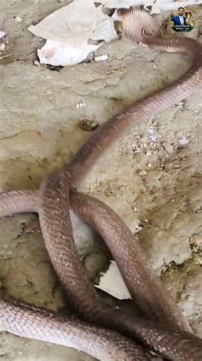 Amazing Moment: Watch the Snake Enter Its Hidden Burrow! 🐍 #snake #wildliferescue #cobra #wildlife