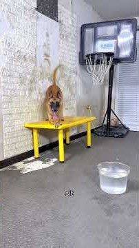 Can You Believe This Dog Can Do This? K9 Skills