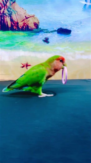 Bird Training:smart lovebird parrot l smart little cute parrot #training#smartparrot#cute