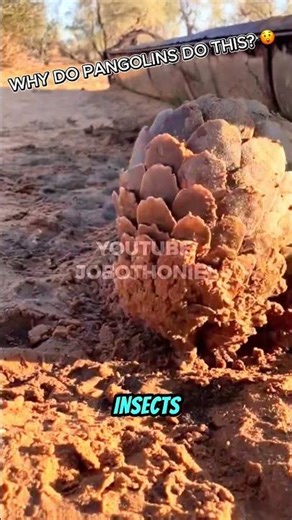 Pangolins Mudbathe Time 🐾 Have You Ever Seen This? #Pangolins #shorts