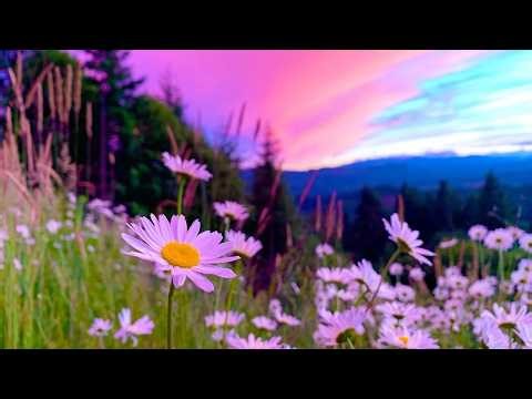 Springtime Wilderness, Beautiful Relaxing Music, Peaceful Soothing Instrumental Music, by Tim Janis