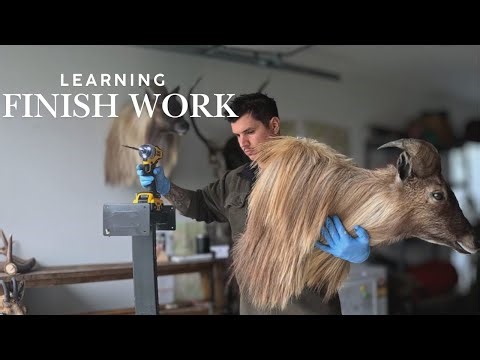 Himalayan Tahr Taxidermy | Finish work
