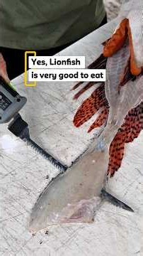 Close-up High definition invasive fish filleting! Also a little bit of comedy!