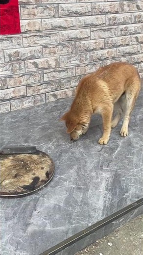 Dogs also play tricks#shorts #funny #comedy #cute #animals #pets