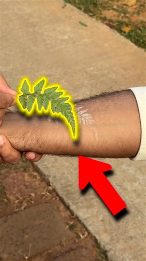 The Leaf That Tattoos You Without Ink 🌿🤯 #nature #shorts #viral