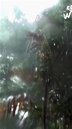 Sloths aren't just animals; they're entire ecosystems! Their fur is home to moths, beetles, cockroaches, and even a unique form of algae found nowhere else. This microorganism evolves with the sloth and is passed on to infants. #Sloths #JungleLife #Ecosystem #AnimalFacts #NatureIsAmazing #Wildlife From: Wild Ones 3 S1 Ep1 | Real Wild