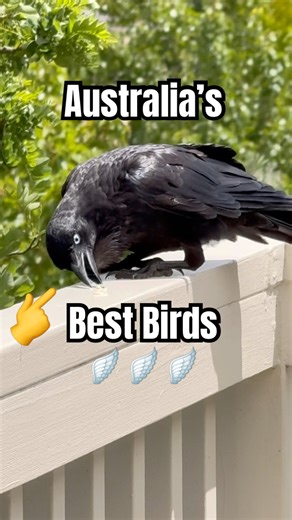 The RAVEN and CURRAUWONG comparison NOBODY talks about! #birds #nature #wildlife